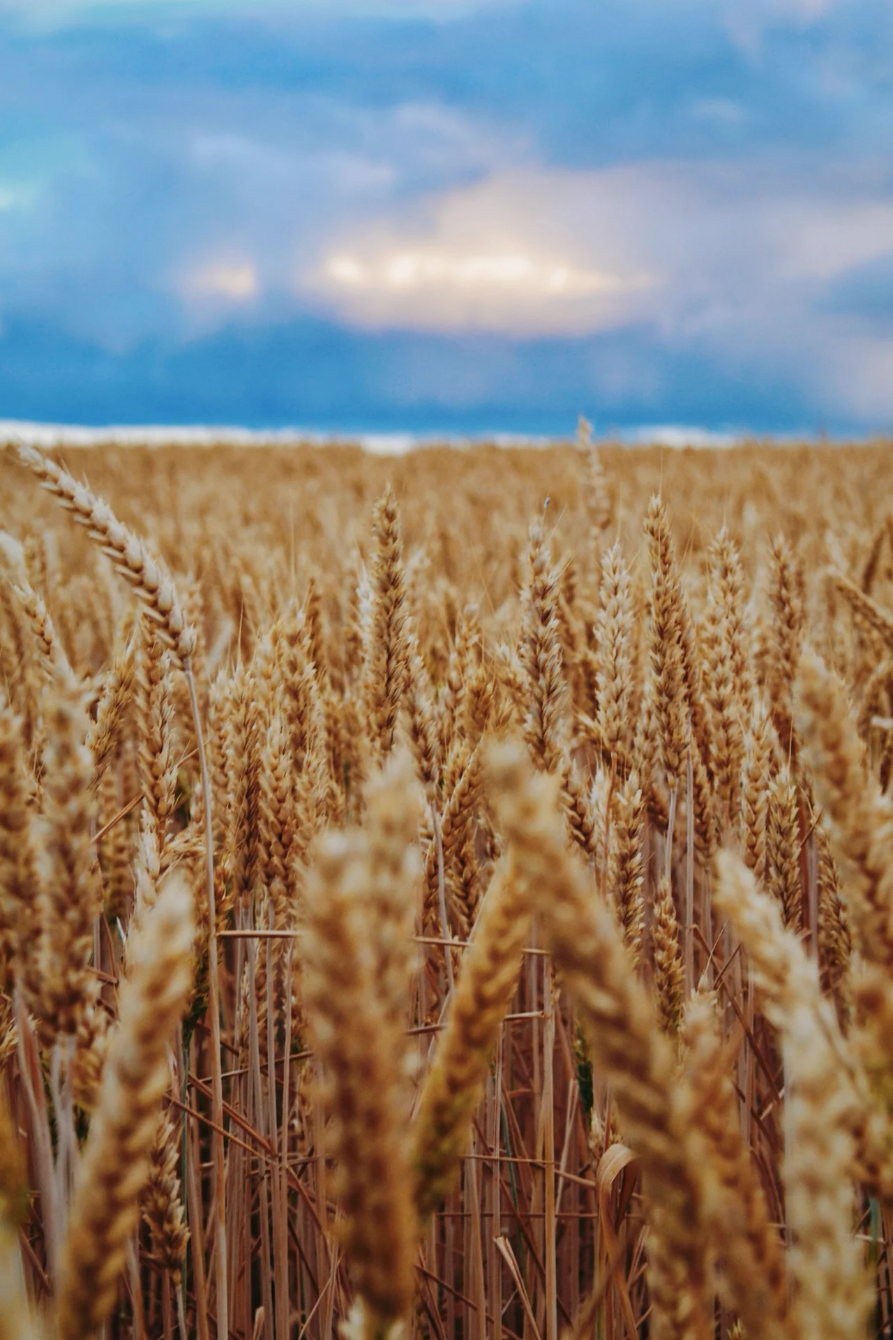 Mature wheat field representing agricultural production and management intelligence