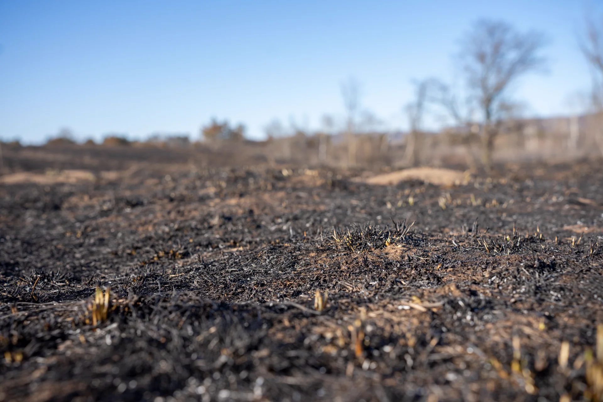 Burned landscape representing carbon and ecosystem intelligence