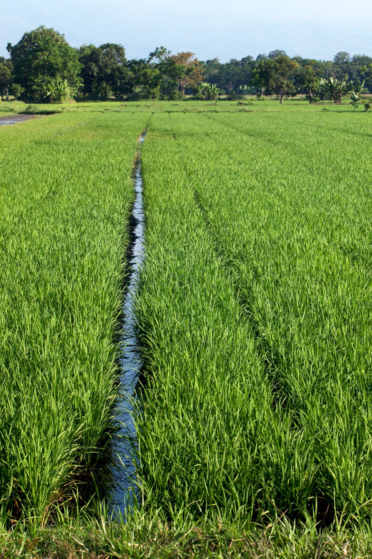 Irrigated agricultural landscape representing resource and landscape intelligence